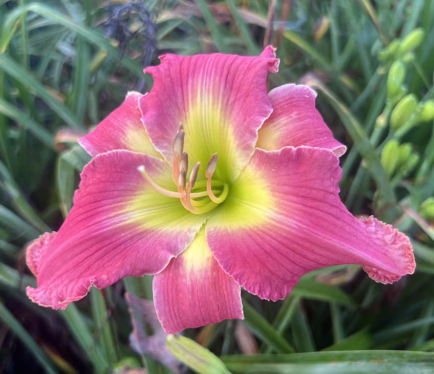 Handmaid Of The Lord